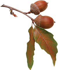 acorn-leaf.png